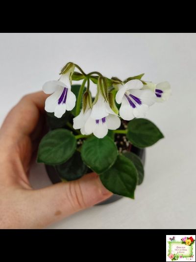 Deinostigma tamiana (Primulina tamiana (примулина тамиана))