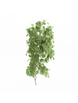 вьющиеся Виноград культурный 1