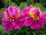 Paeonia Feather Top
