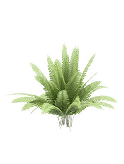 папоротники Папоротник Fern Nephrolepis exaltata