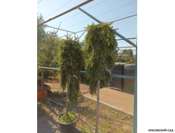 Ель Инверса - Inversa