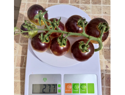 Томат Лесной Голубой Шмель (Bosque Blue Bumblebee)