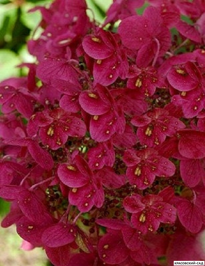 Купить Гортензия метельчатая Вимс Ред  в Москве - Фото - Красовский-Сад.рф