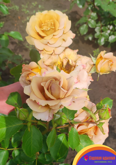 Хани Дижон (Honey Dijon)