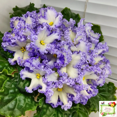 РМ-Франческа (Н. Скорнякова) 2019 г. (лист посажен 05.10.25)