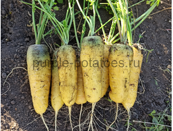 Морковь желтая узбекская Мшак