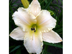 Лилейниик Арктик  Сноу  (Arctic Snow)