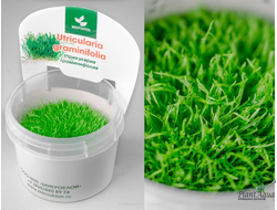 UTRICULARIA GRAMINIFOLIA/ УТРИКУЛЯРИЯ ГРАМИНИФОЛИЯ (меристемная)