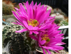 Echinocereus pulchellus v.acanthosetus - 5 семян