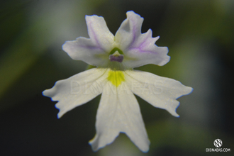 Pinguicula Emarginata