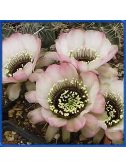 Lobivia jajoiana 'Anemone'