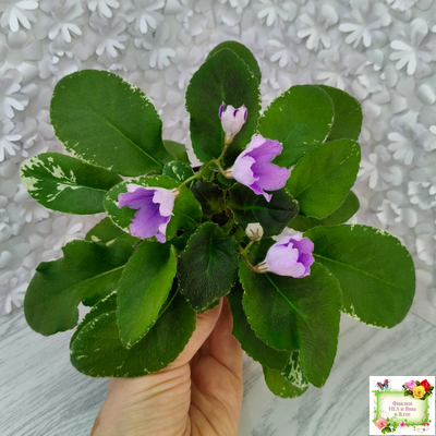 LV-Птичка, Лети! (Л. Шевелева) (лист посажен 21.10.25)