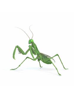 насекомые Богомол BOGOMOL