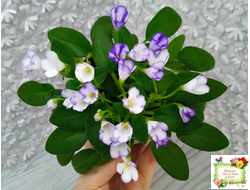 ГЕА-Я Подарю Вам Ландыши (Е. Галицкая) 2024 г. трейлер (стартер сорт)