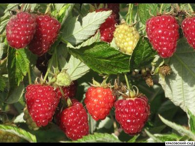 Малина Таганка ремонтантная