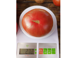 Томат гном ППИ (dwarf PPI)