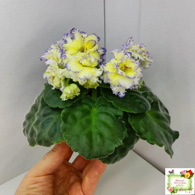 ЛЕ-Золото Нибелунгов (Е. Лебецкая) 2017 г.