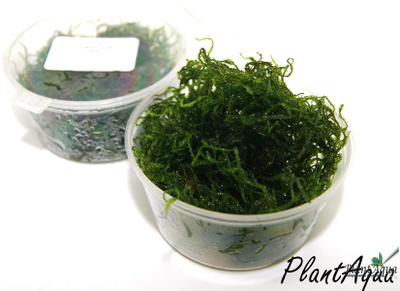 Мох пламя (Taxiphyllum sp. «Flame»)