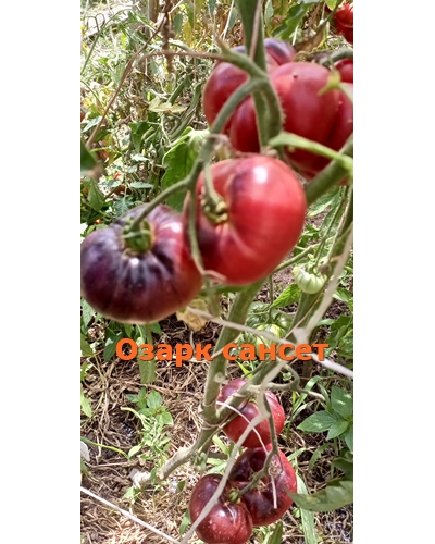 Томат Озарк восход (Ozark Sunrise), Германия