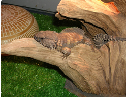 Малый поясохвост (Cordylus cataphractus, или Ouroborus cataphractus)