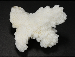 Коралл белый, коллекционный образец, Китай (42*33*20 мм, 12 г) №37695