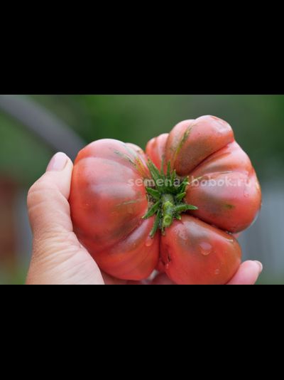 Томат Dwarf Tasty Wine (Гном Вкусное Вино), 10 шт