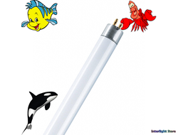 Sylvania F18w/Daylightstar T8 G13