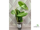 Ficus cerasiformis / Фикус Вишневидный