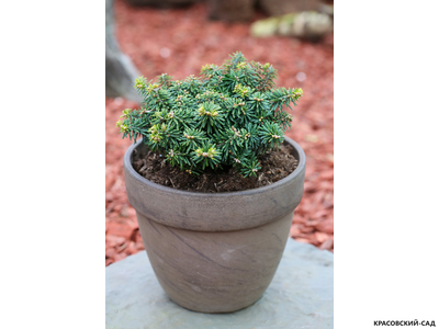 Пихта корейская Цис - фото в горшке - красовский-сад.рф