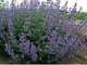 Котовник Фассена Сикс Хиллс Джиант (Nepeta faassenii Six Hills Giant)