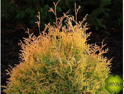 Туя западная "РЕЙНГОЛД" (саженец 50-60 см)