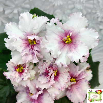 РМ-Ягодный Мармелад (Н.Скорнякова) 2019 г.