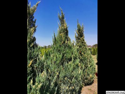 Можжевельник Вариегата - Variegata