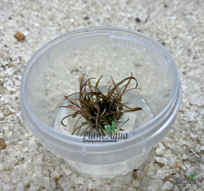 Криптокорина аффинис (меристемная)