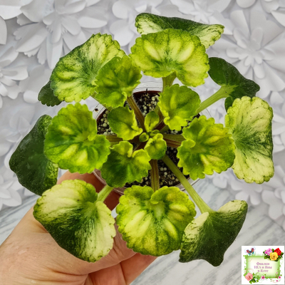 Little Caboose (H. Pittman) (гёрл-лист с кроновой пестролистностью)