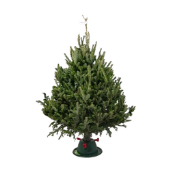 Пихта Фразера 1,25 - 1,5 м