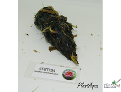 Нимфея Роуз Эйри