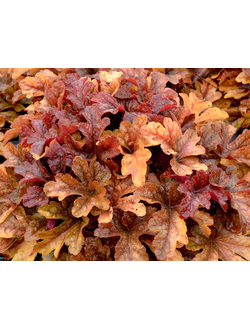 Гейхера Оранж Блаш