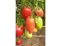 Томат Глория