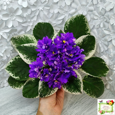 РС-Астролог (С. Репкина) 2020 г.