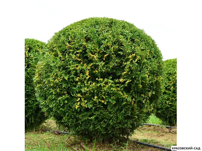 Туя Брабант в форме шара - Brabant