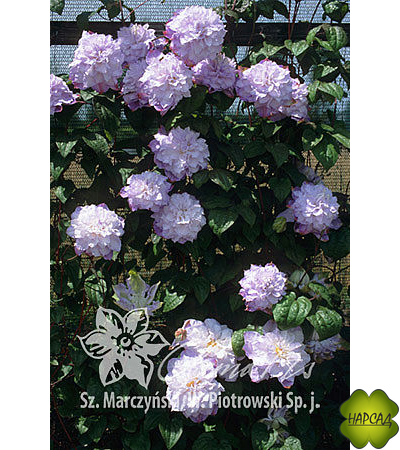 Клематис 'Veronica's Choice' (Вероникас Чойс) (2 группа)