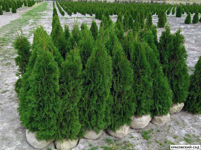 Туя Смарагд - Smaragd 160 см