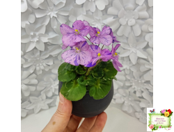 Shirl's Pip Squeak (S.Sanders) (лист посажен 28.01.26)