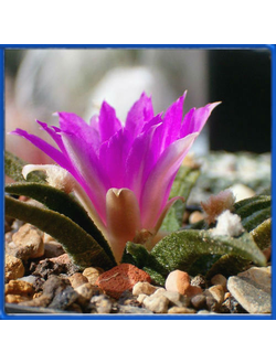 Ariocarpus agavoides RS 602