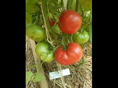 Томат Самые лучшие