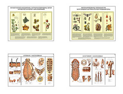 Плакаты ПРОФТЕХ "Вредители и болезни ягодных культур и меры борьбы с ними" (4 пл, винил, 70х100)