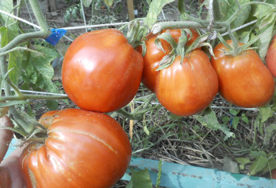 Томат Огромная слива  (Enormous Plum)