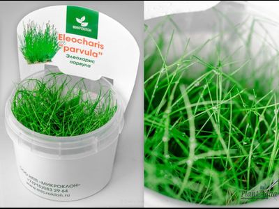 Элеохарис парвула в аквариуме