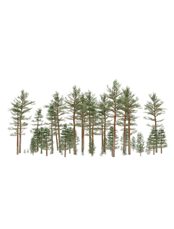 хвойные Хвойный сосновый лес pine forest